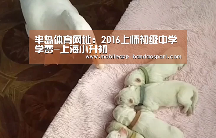 半岛体育网址:2016上师初级中学学费-上海小升初(图2) 半岛体育下载