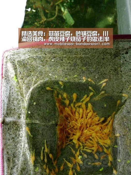 精选美食:蒜苗豆腐,砂锅豆腐,川渝回锅肉,虎皮辣子烧茄子的做法|半岛体育官网(图2) 半岛体育网址